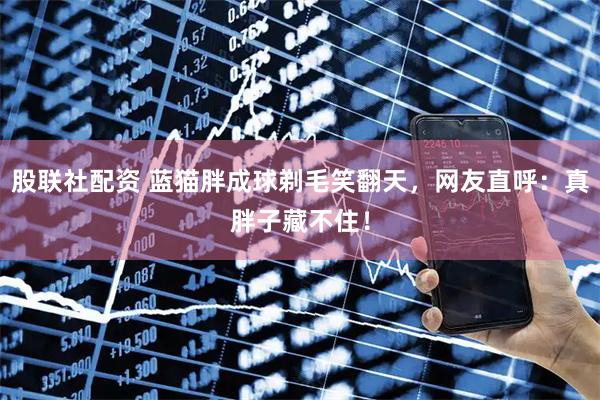 股联社配资 蓝猫胖成球剃毛笑翻天，网友直呼：真胖子藏不住！